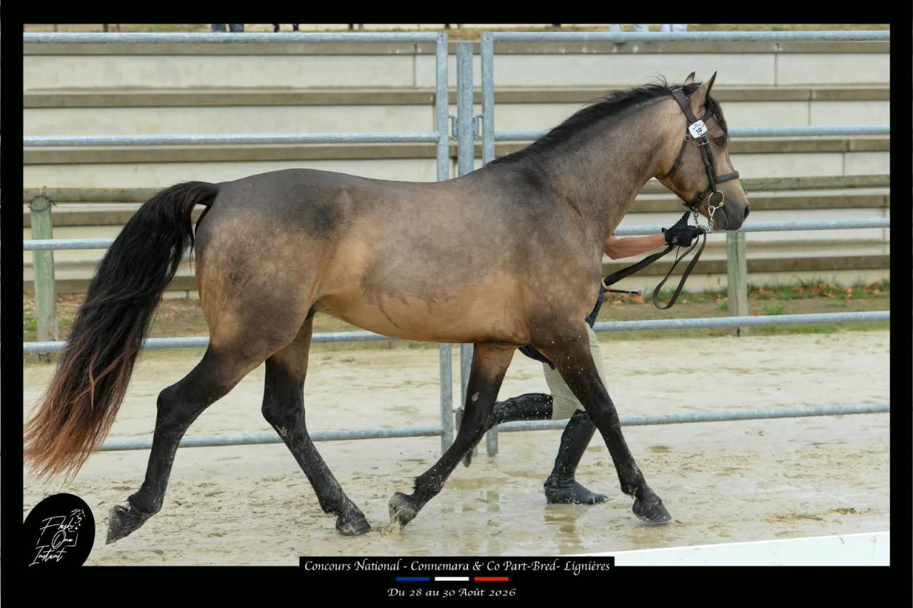 Etalon Connemara 4 ans Buckskin approuv&eacute; Co