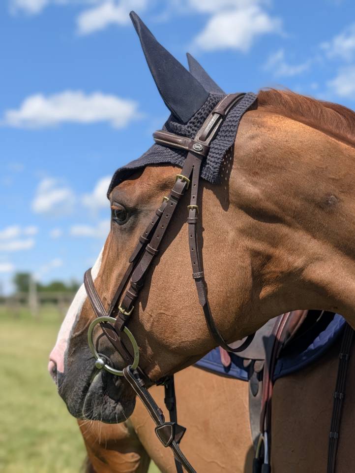 JEXICA DU PARC TOP 7  SELLE FRANCAIS MARE SCOPE 145 150