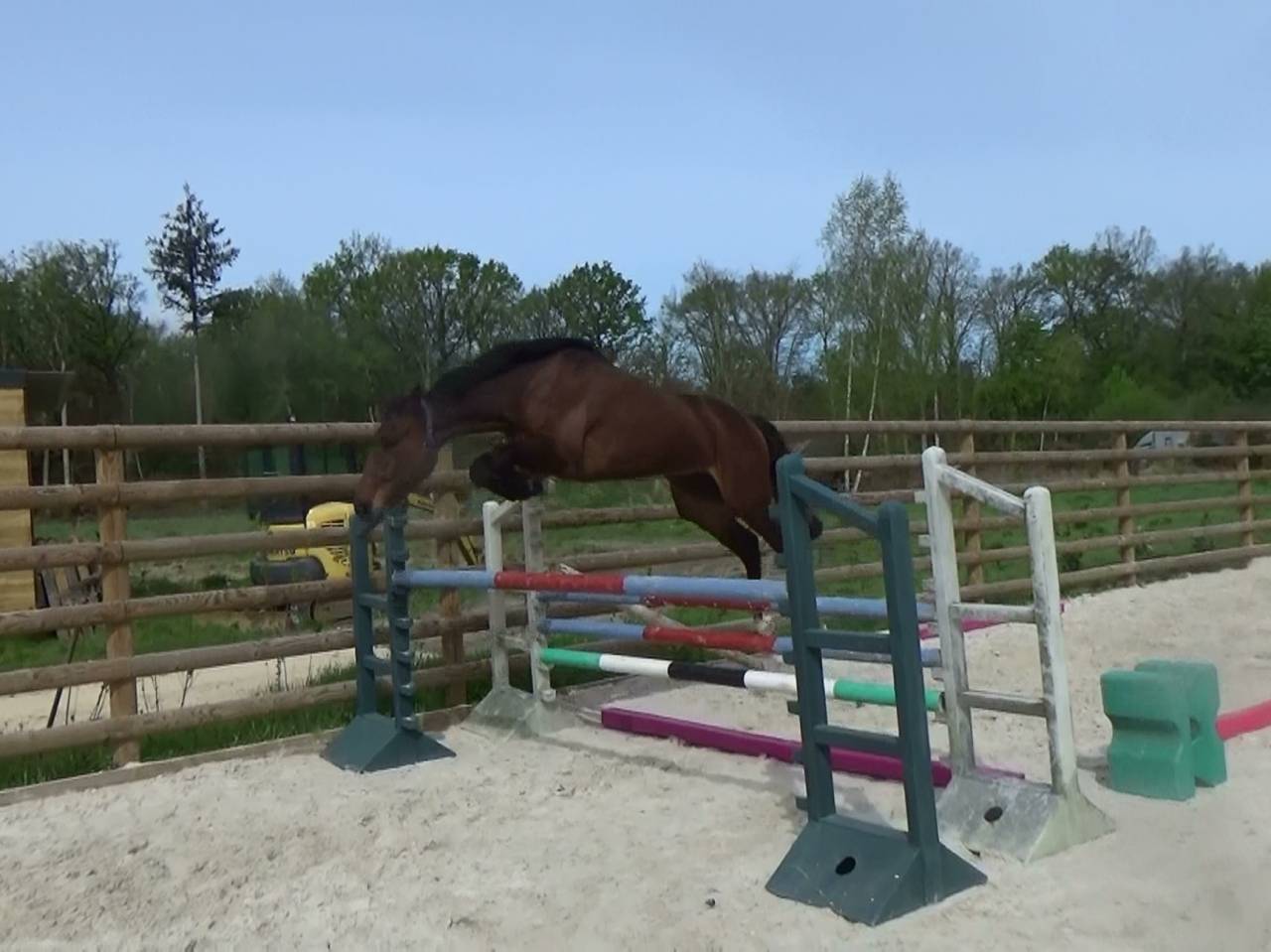 Selle Fran&ccedil;ais &ndash; Hongre &ndash; Bai &ndash; 169cm &ndash; 4ans