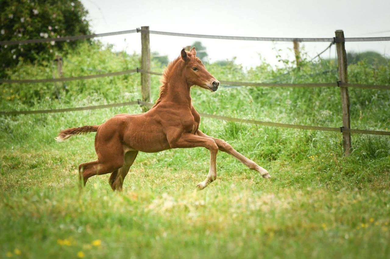 Foal femelle - Spingbank II Vh x Don Juan de hus 