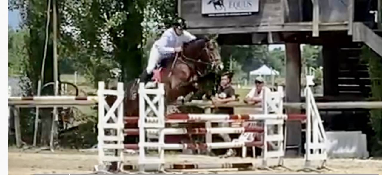 Hongre hanovrien 5 ans cce et dressage