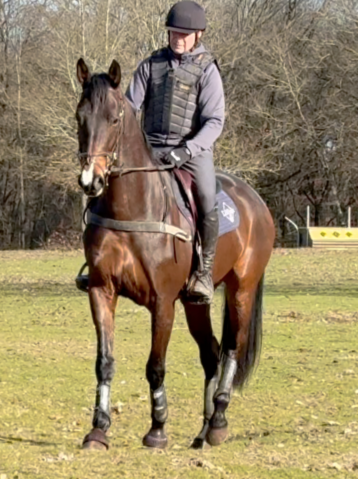Hongre hanovrien 5 ans cce et dressage