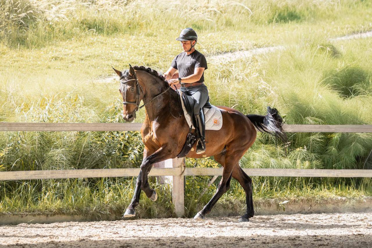 Jument - KWPN - 7 ans - Dressage - France