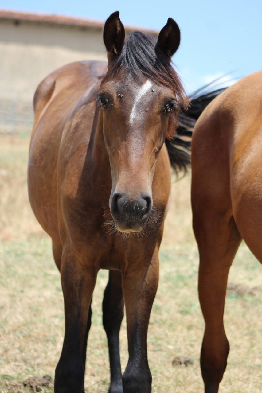 Poulain Pure Race Espagnol PP