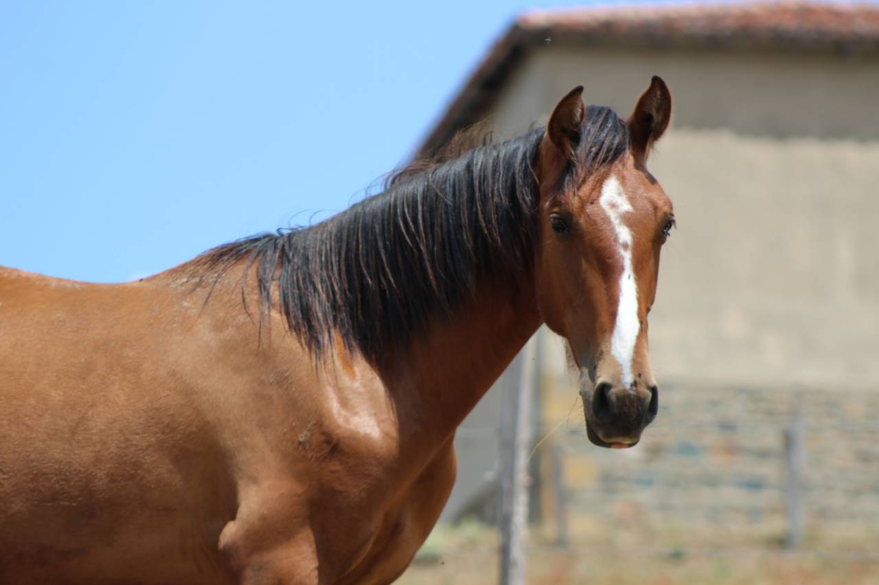 Poulain Pure Race Espagnol PP