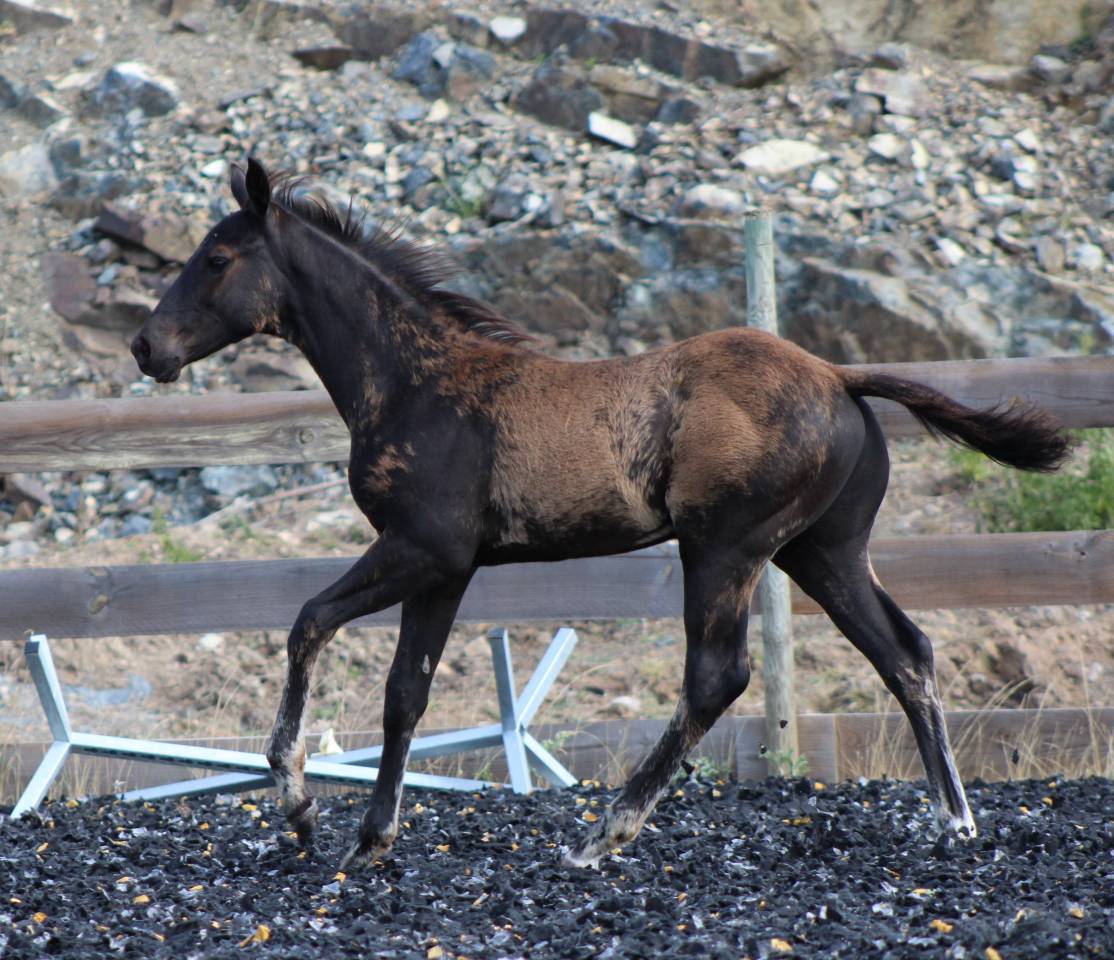 Poulain paint horse PP