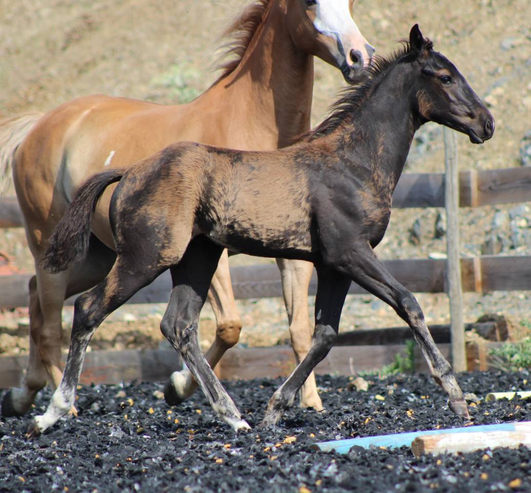 Poulain paint horse PP