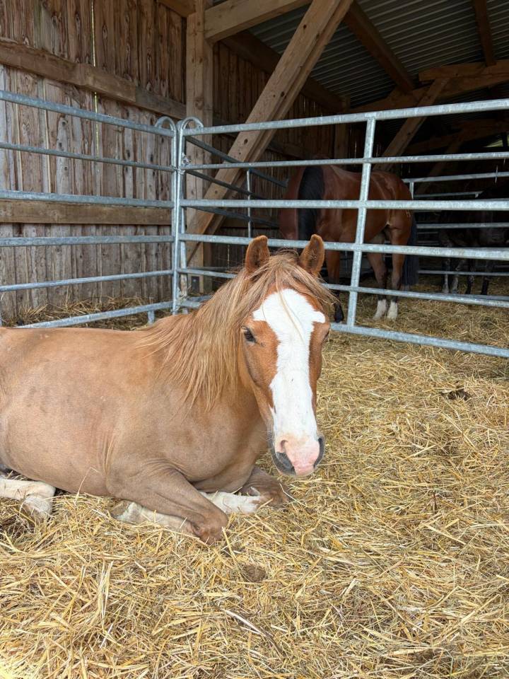 Prince &ndash; Poney ONCP type Welsh &ndash; N&eacute; le 5 janvier 2022