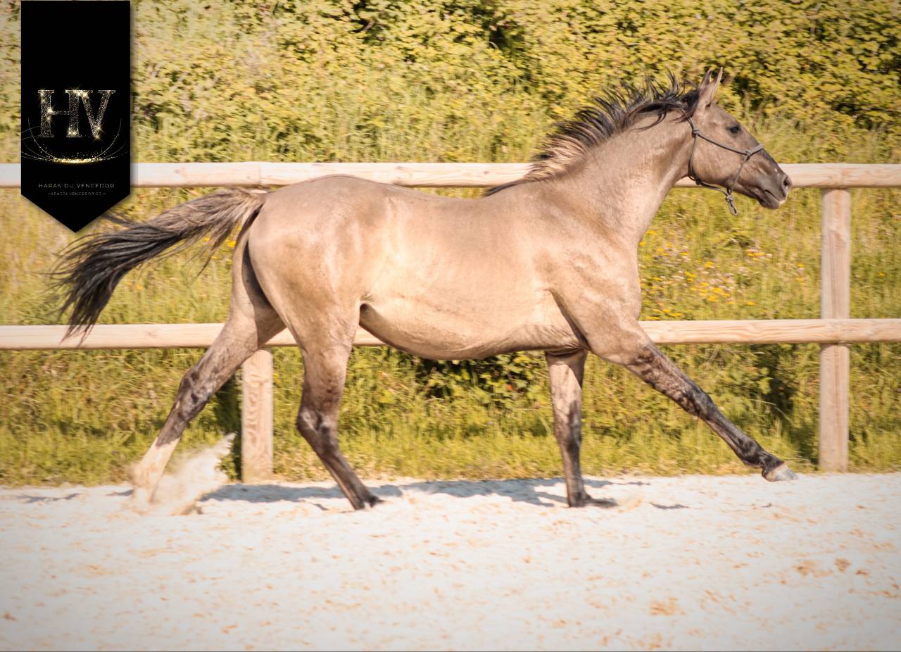 Pouliche kwpn Grullo ou smoky 