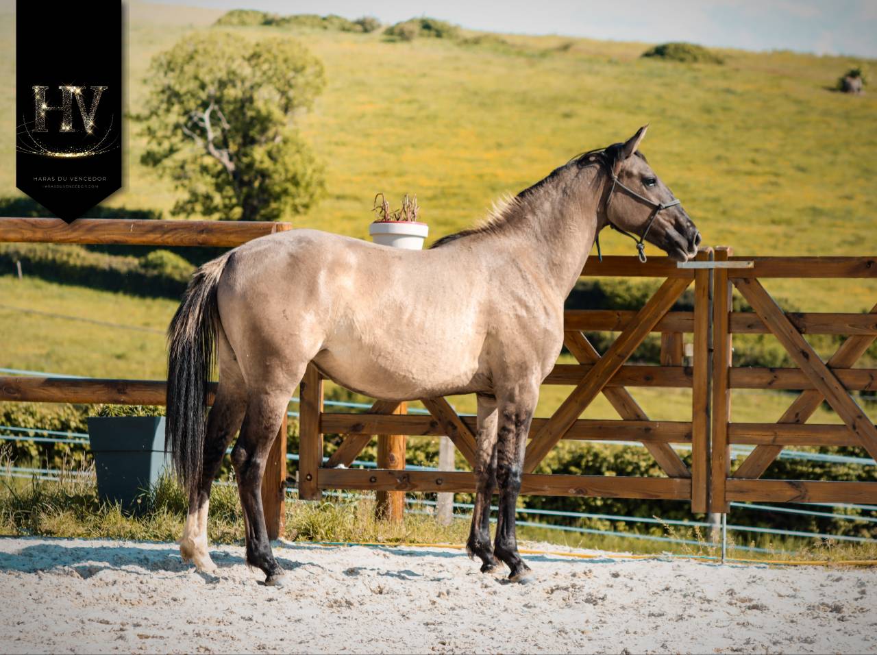 Pouliche kwpn Grullo ou smoky 