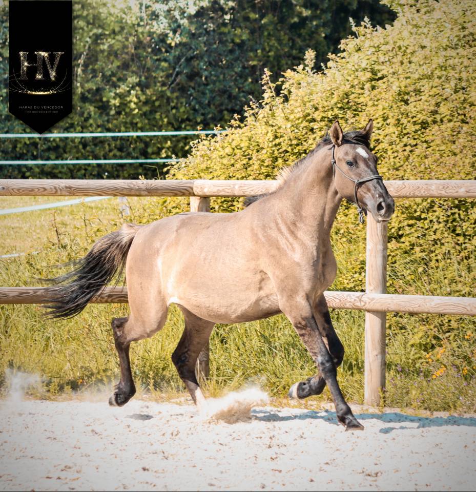 Pouliche kwpn Grullo ou smoky 