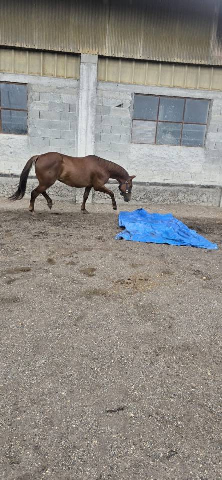 Frozen Twister Doc &ndash; Hongre Quarter Horse plein papie