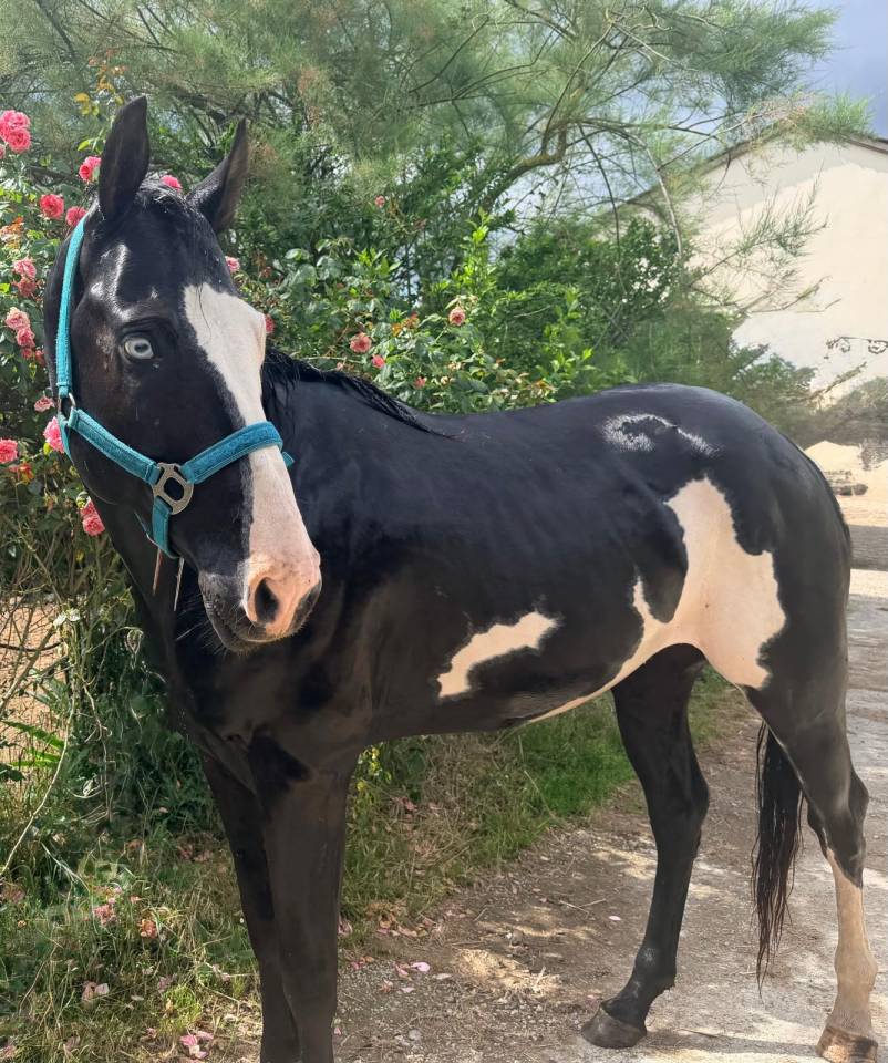 Lewis Wonder Olena &ndash; &Eacute;talon Paint Horse plein papiers