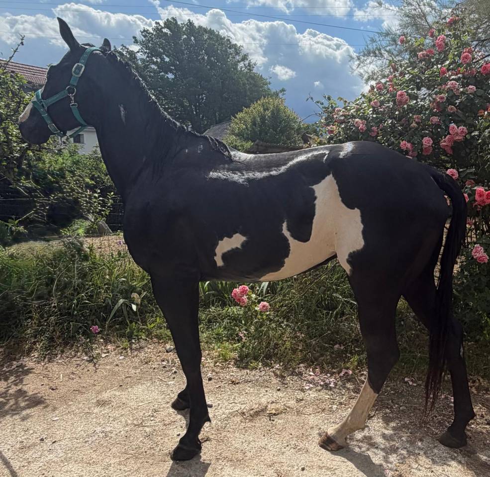 Lewis Wonder Olena &ndash; &Eacute;talon Paint Horse plein papiers