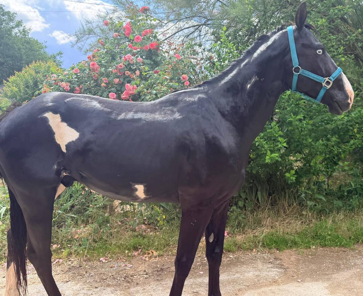 Lewis Wonder Olena &ndash; &Eacute;talon Paint Horse plein papiers