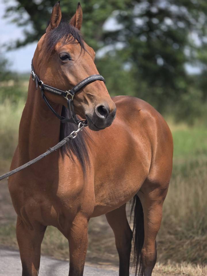 cheval polyvalent amateur