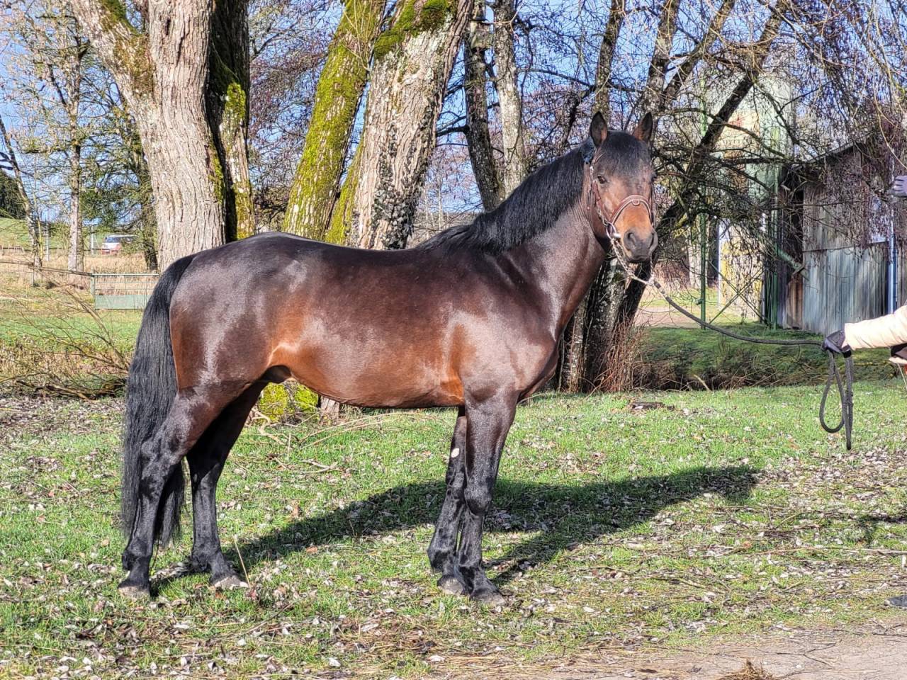Etalon Connemara, top origines, top concours et &eacute;levage