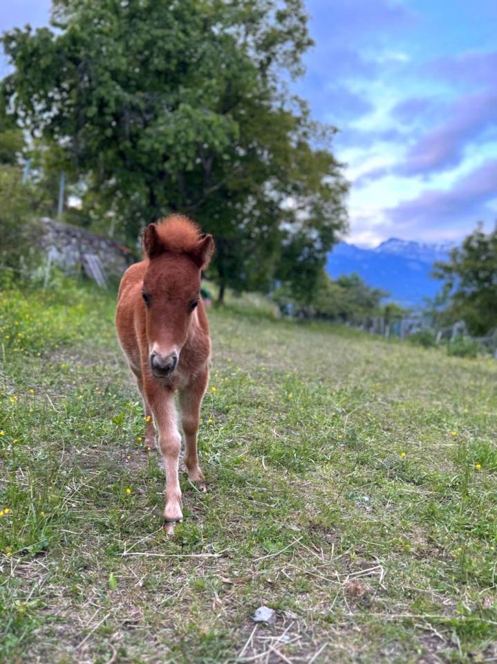 Poneys falabella crois&eacute; shetland &agrave; vendre 