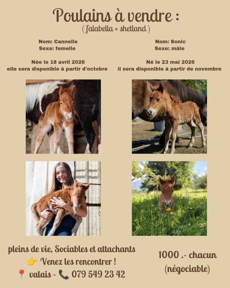 Poneys falabella crois&eacute; shetland &agrave; vendre 