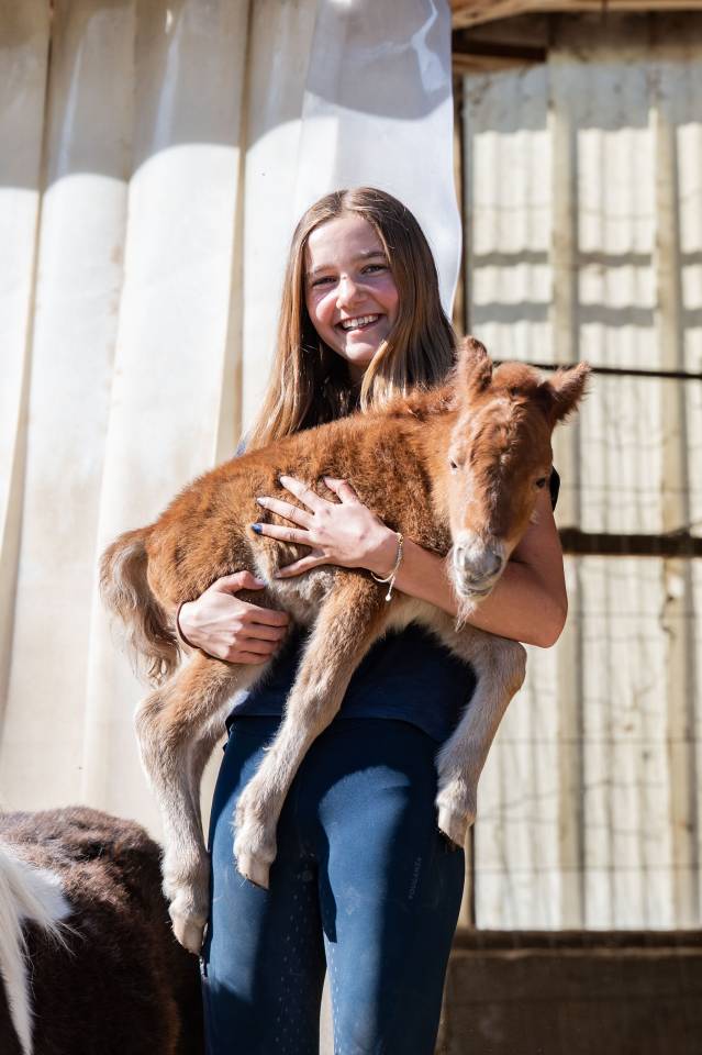 Poneys falabella crois&eacute; shetland &agrave; vendre 