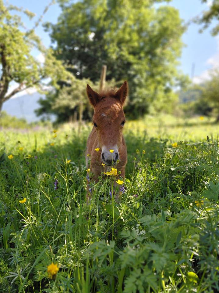 Poneys falabella crois&eacute; shetland &agrave; vendre 