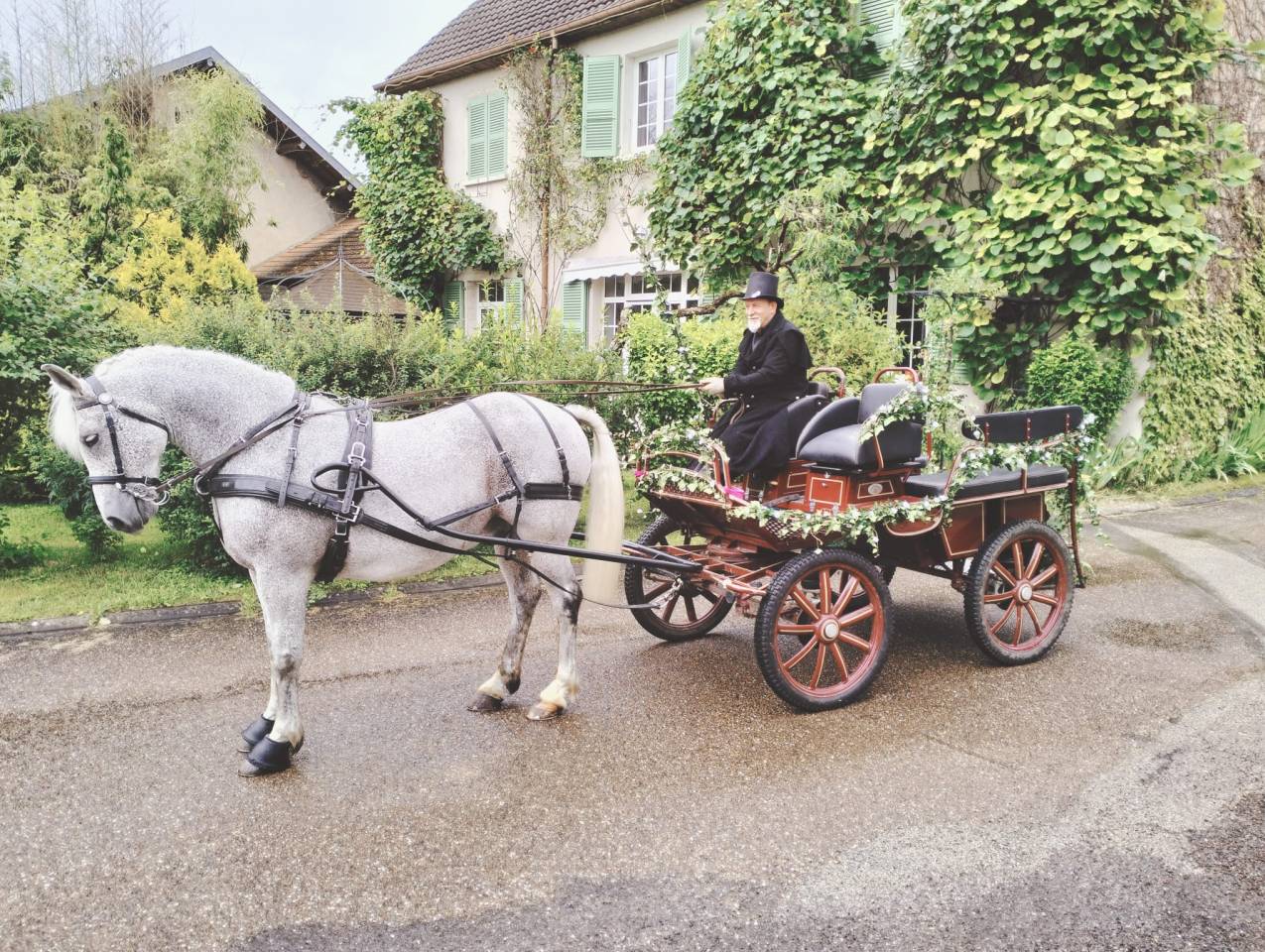 cheval de trait Arabo Percheron attel&eacute; + cal&egrave;che Marath