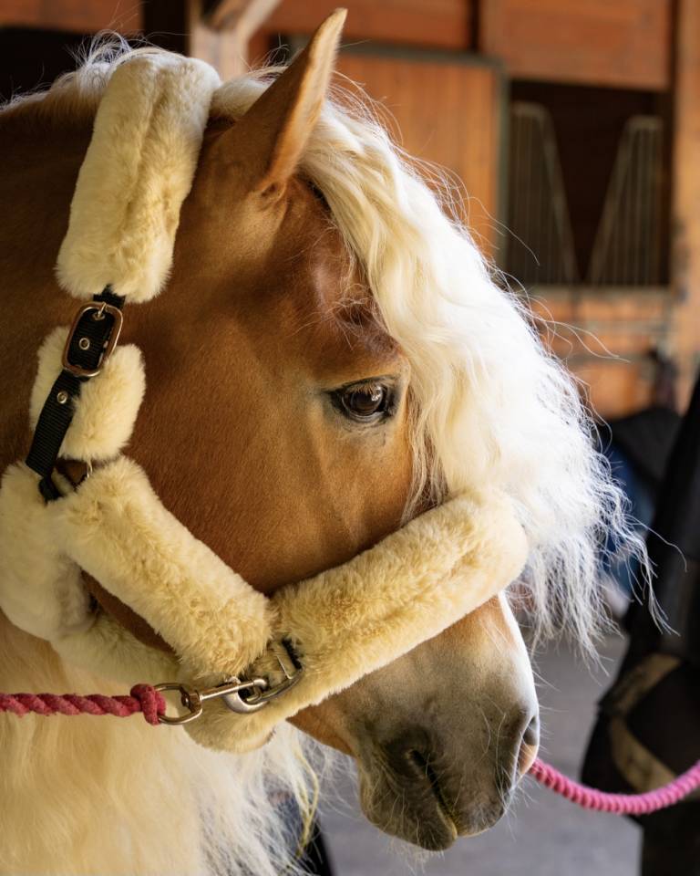 Santa Cruz &ndash; &Eacute;talon Haflinger approuv&eacute; France & Allemag
