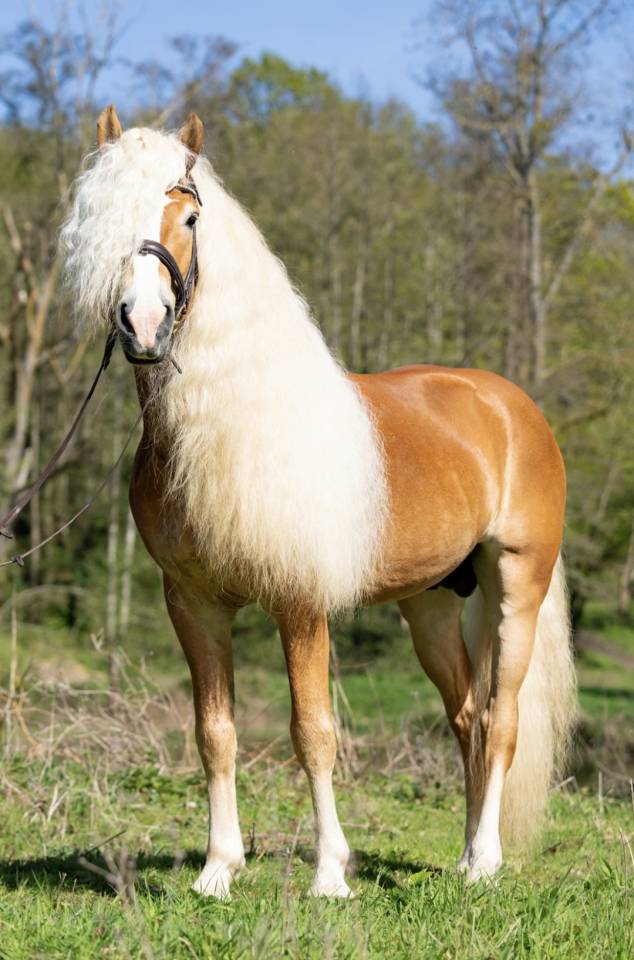 Santa Cruz &ndash; &Eacute;talon Haflinger approuv&eacute; France & Allemag