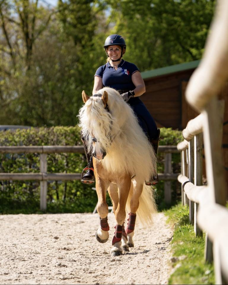 Santa Cruz &ndash; &Eacute;talon Haflinger approuv&eacute; France & Allemag