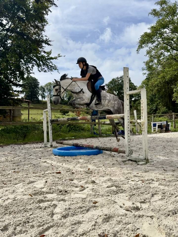 Poney fran&ccedil;ais de selle PP