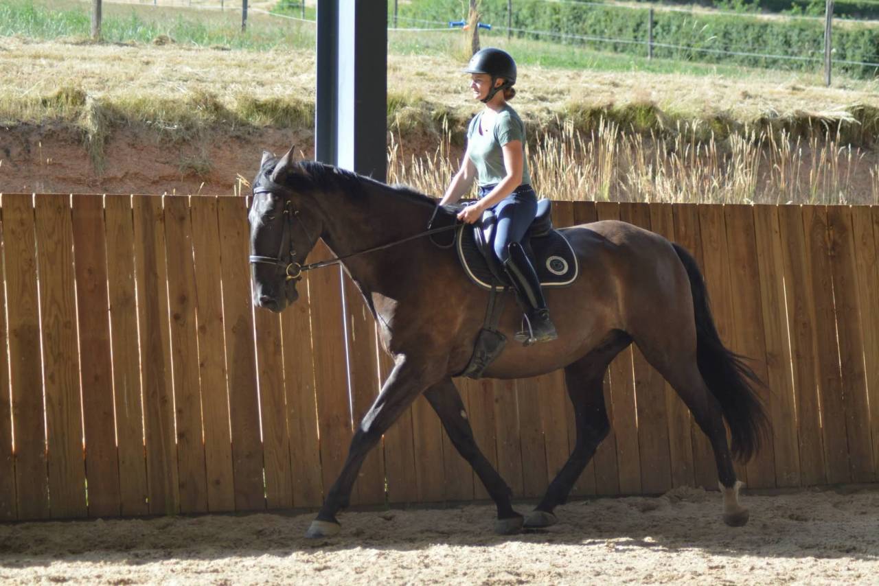 Hongre 8 ans PP PRE
