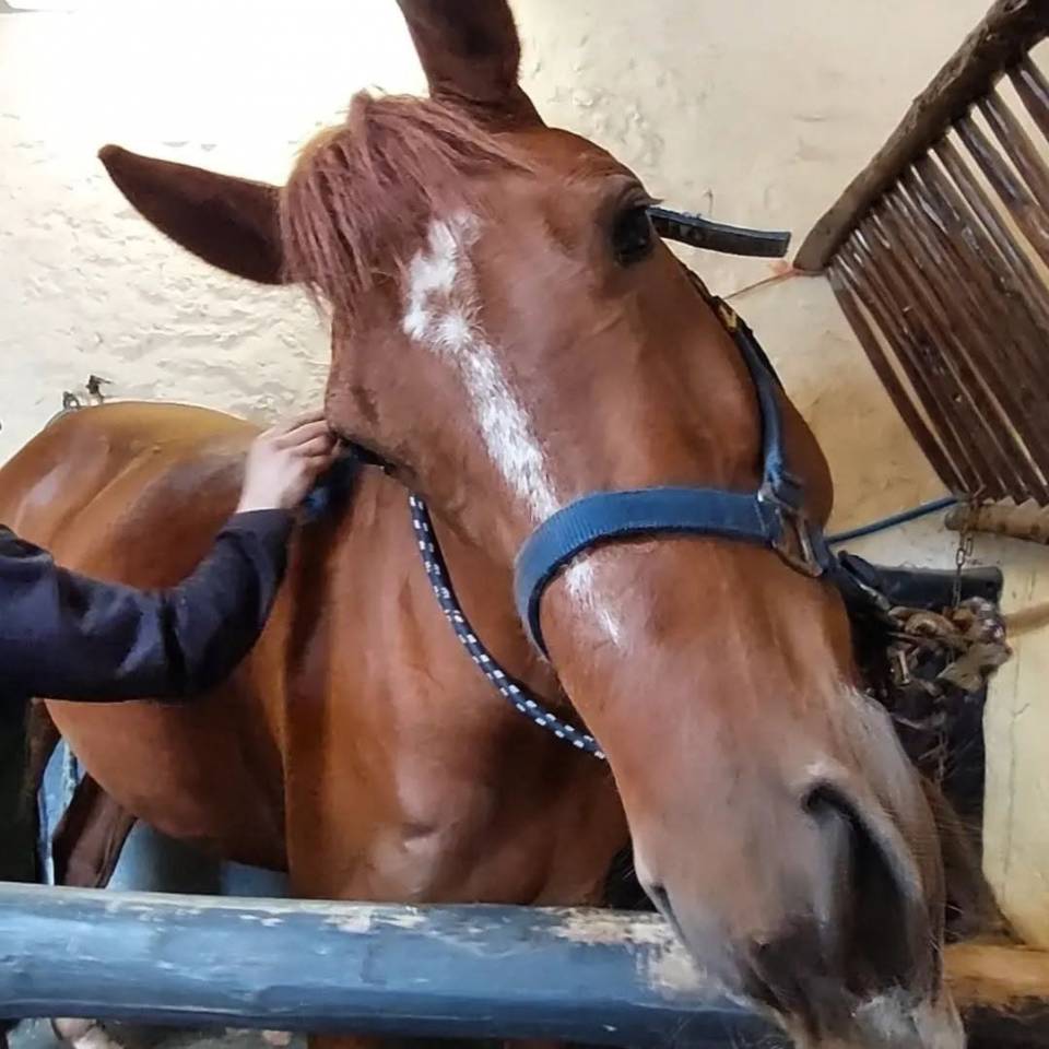 TOP HONGRE DE 8 ANS 