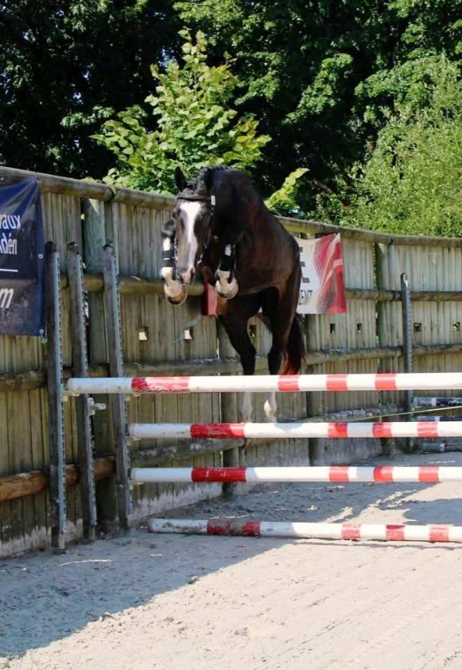 MURACO D ASTREE 4 ANS 