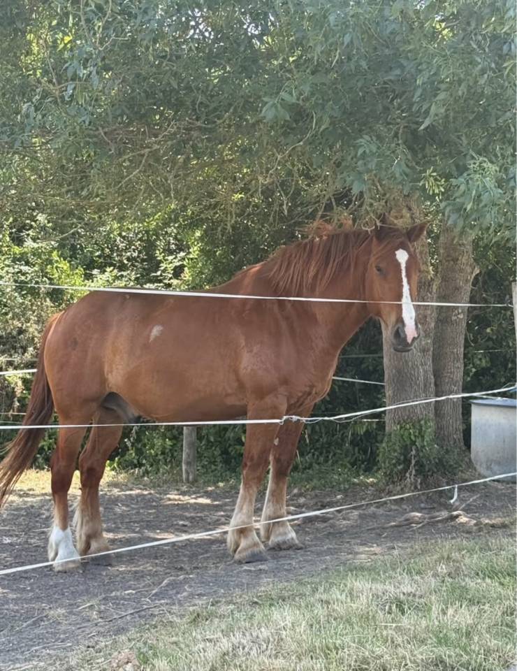&Agrave; VENDRE &ndash; Cheval crois&eacute; Breton x Selle Fran&ccedil;ais