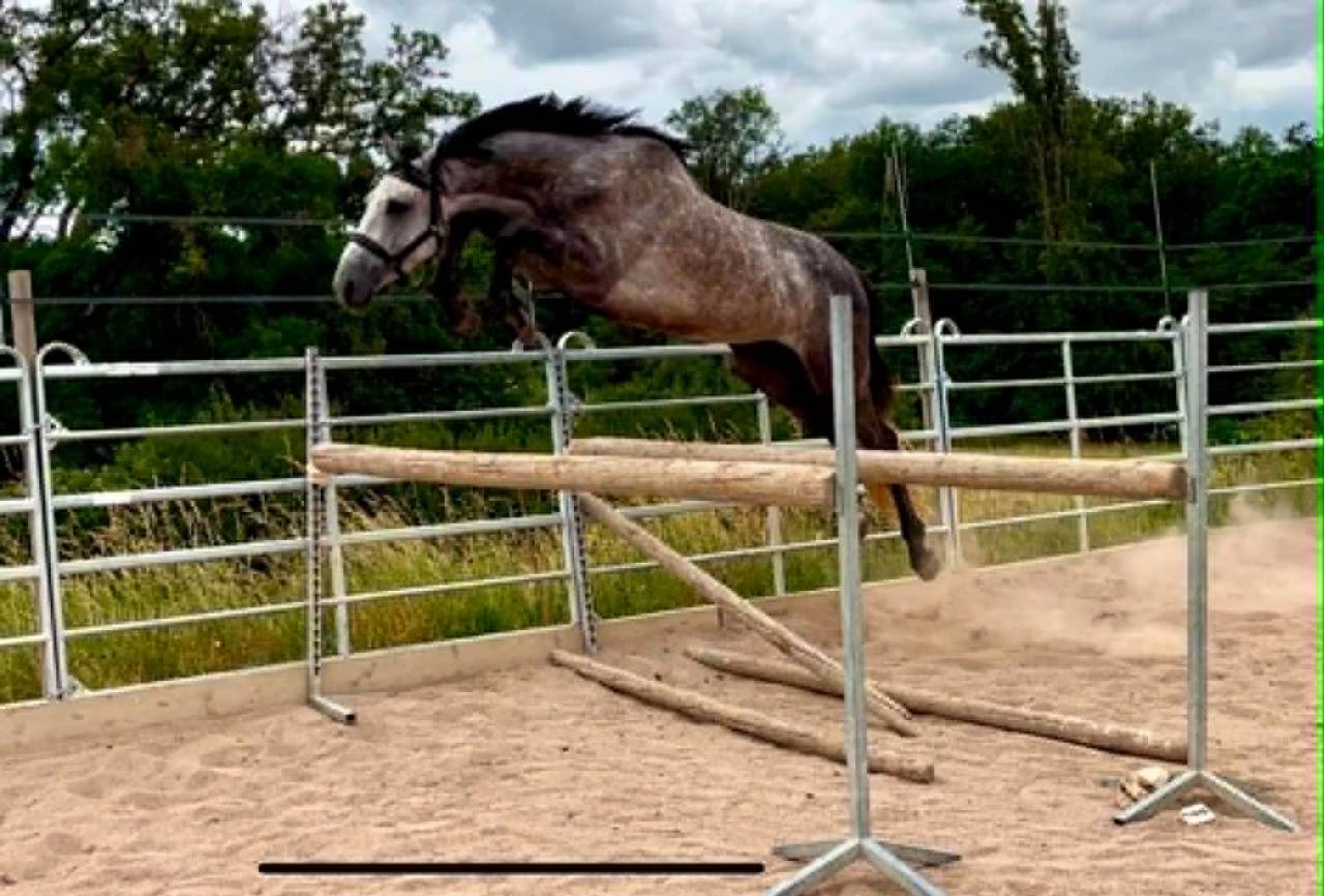 Male 4 ans Catchar mail x Casano