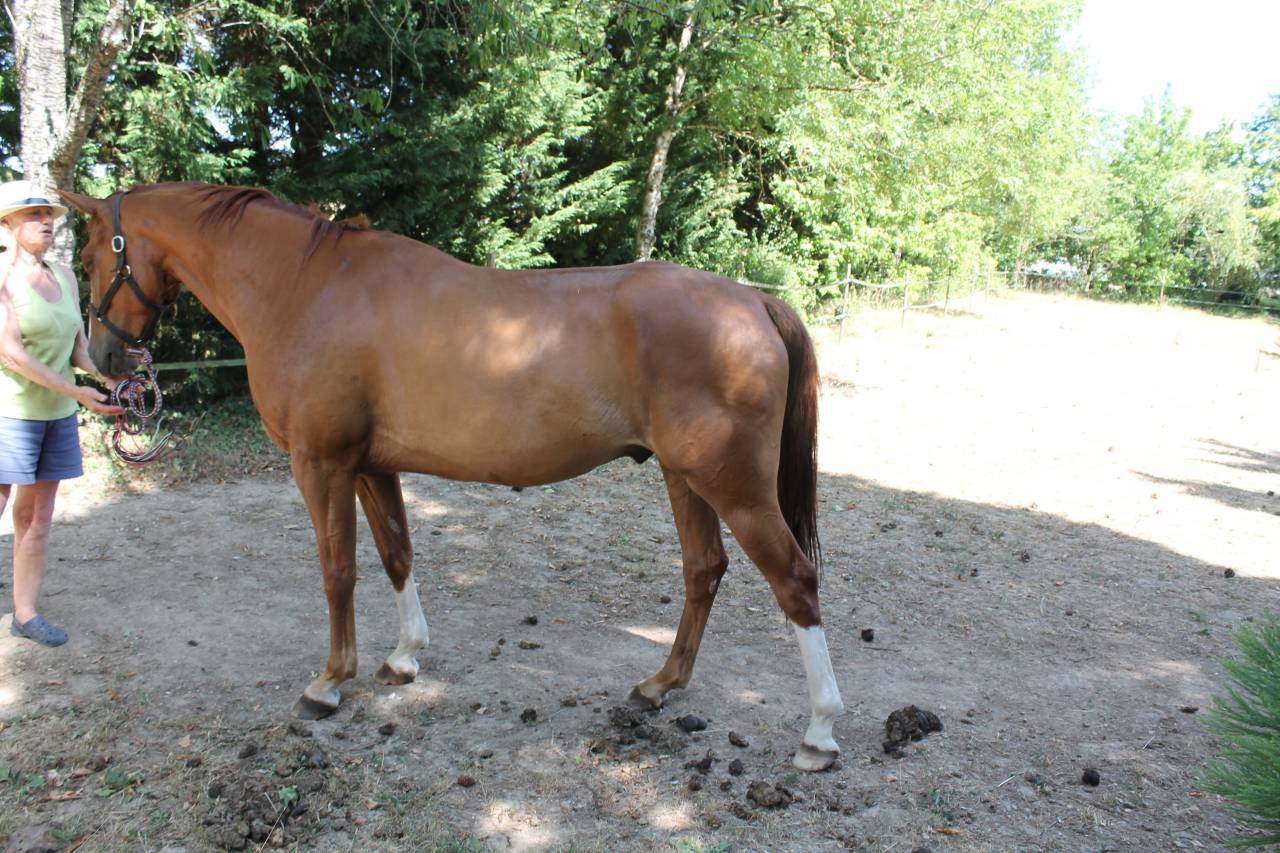 Cheval de loisir 7 ans