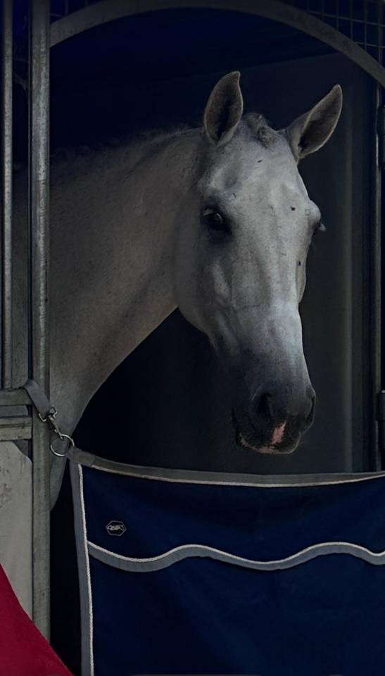 Hongre - Lusitanien - 14 ans - Dressage -  PSG - France