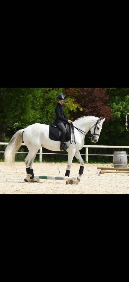 Hongre - Lusitanien - 14 ans - Dressage -  PSG - France