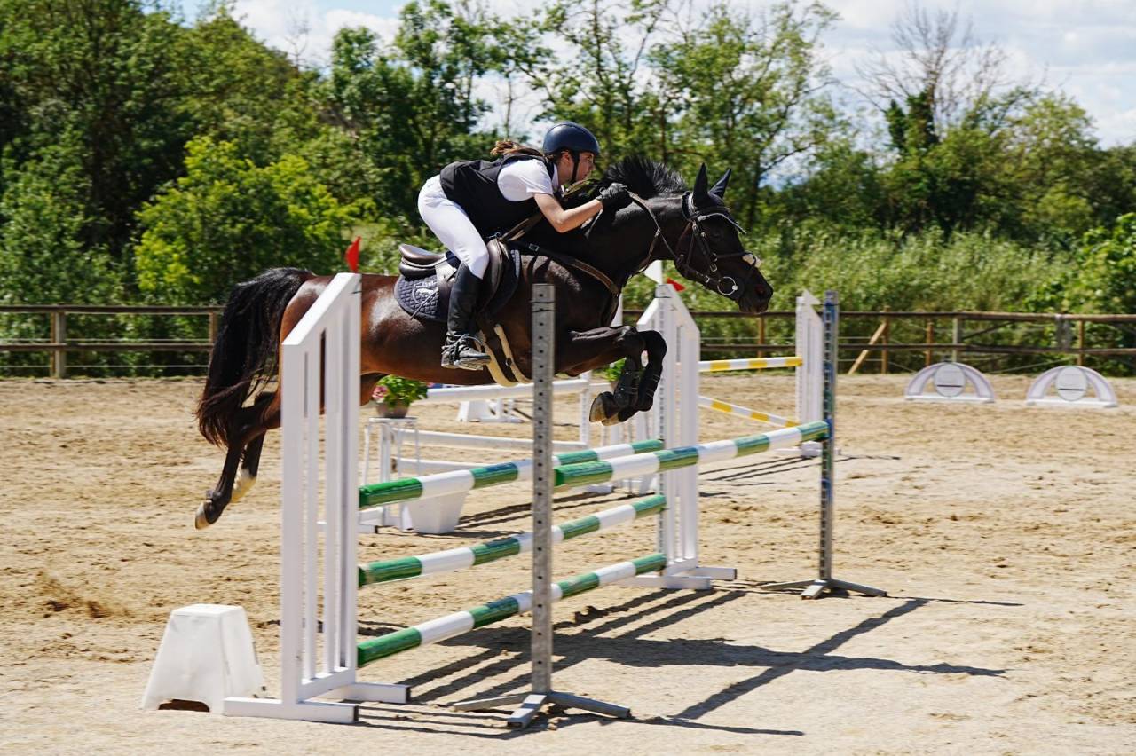 Hongre Autre Race de Poney A vendre 2012 Noir