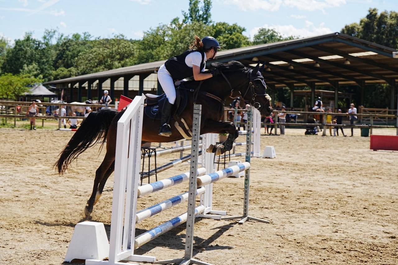Hongre Autre Race de Poney A vendre 2012 Noir