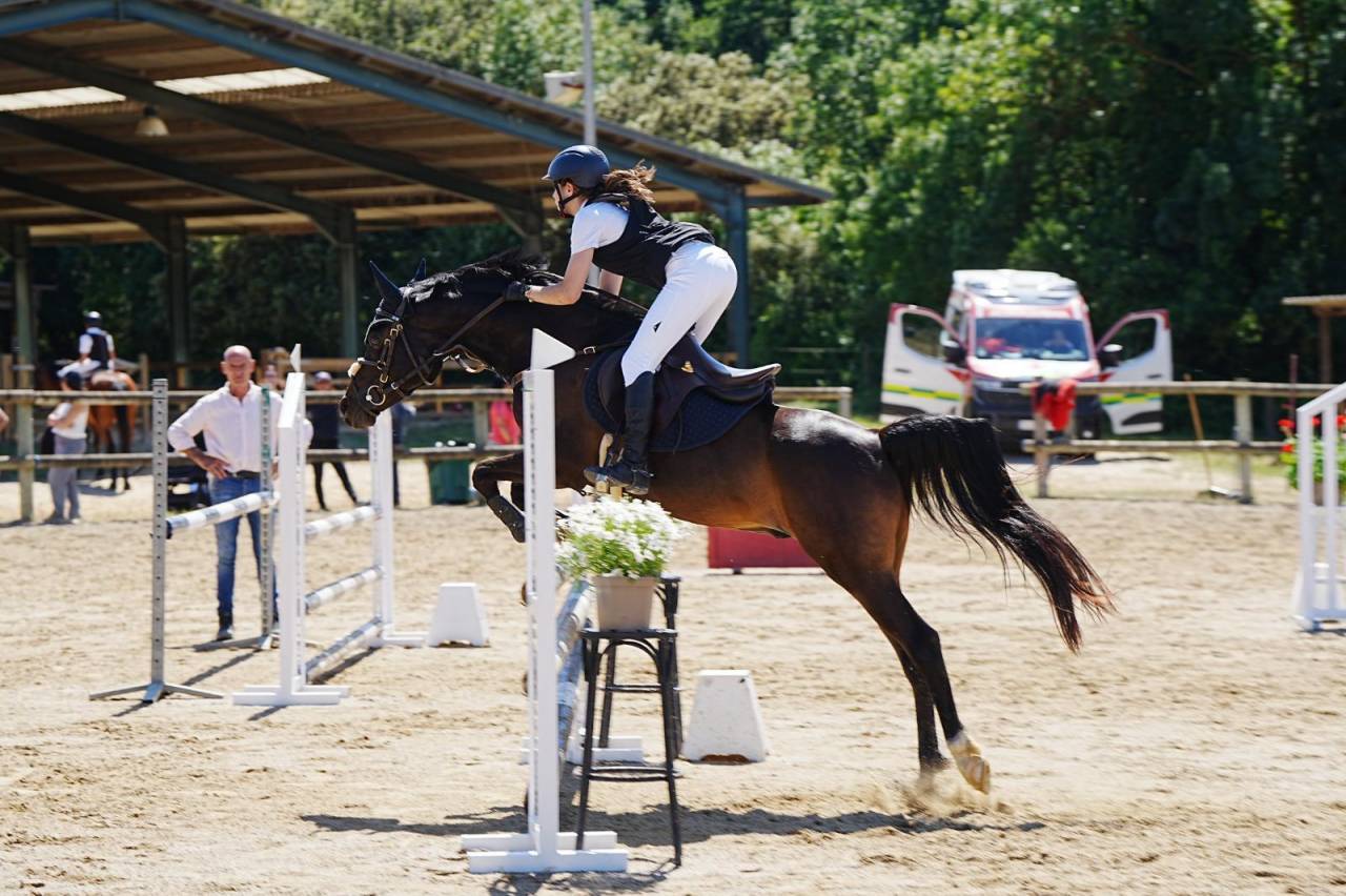 Hongre Autre Race de Poney A vendre 2012 Noir