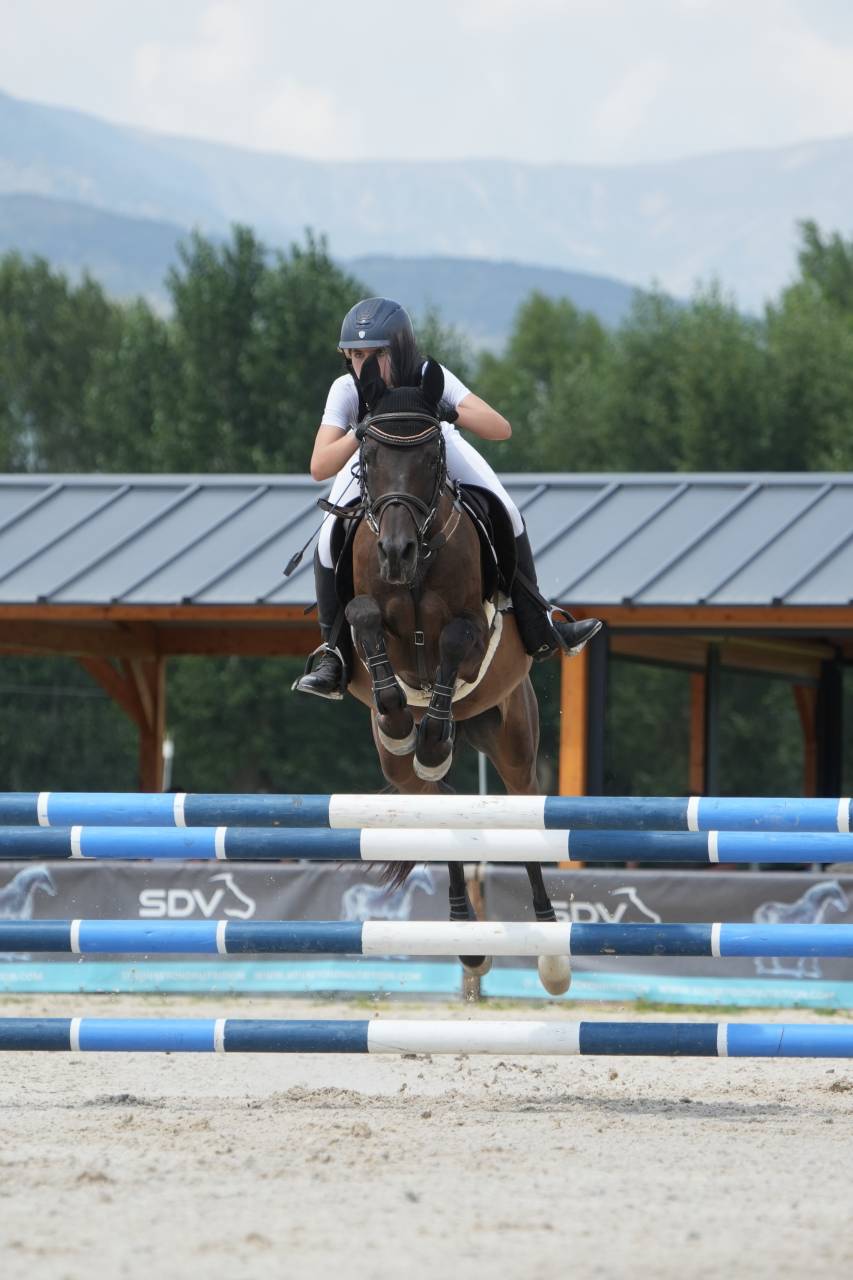 Hongre Autre Race de Poney A vendre 2012 Noir