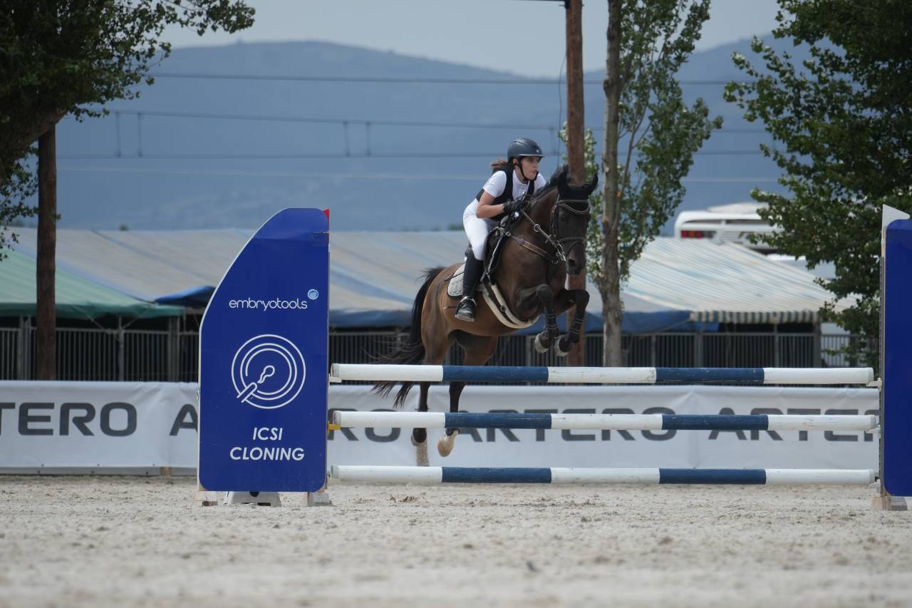 Hongre Autre Race de Poney A vendre 2012 Noir