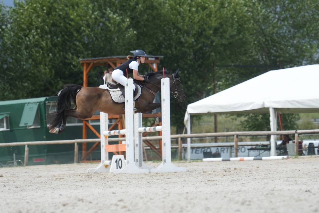 Hongre Autre Race de Poney A vendre 2012 Noir