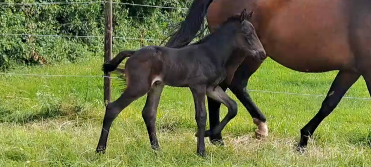 ORNAY D ASTREE SF HONGRE DE 2 ANS 