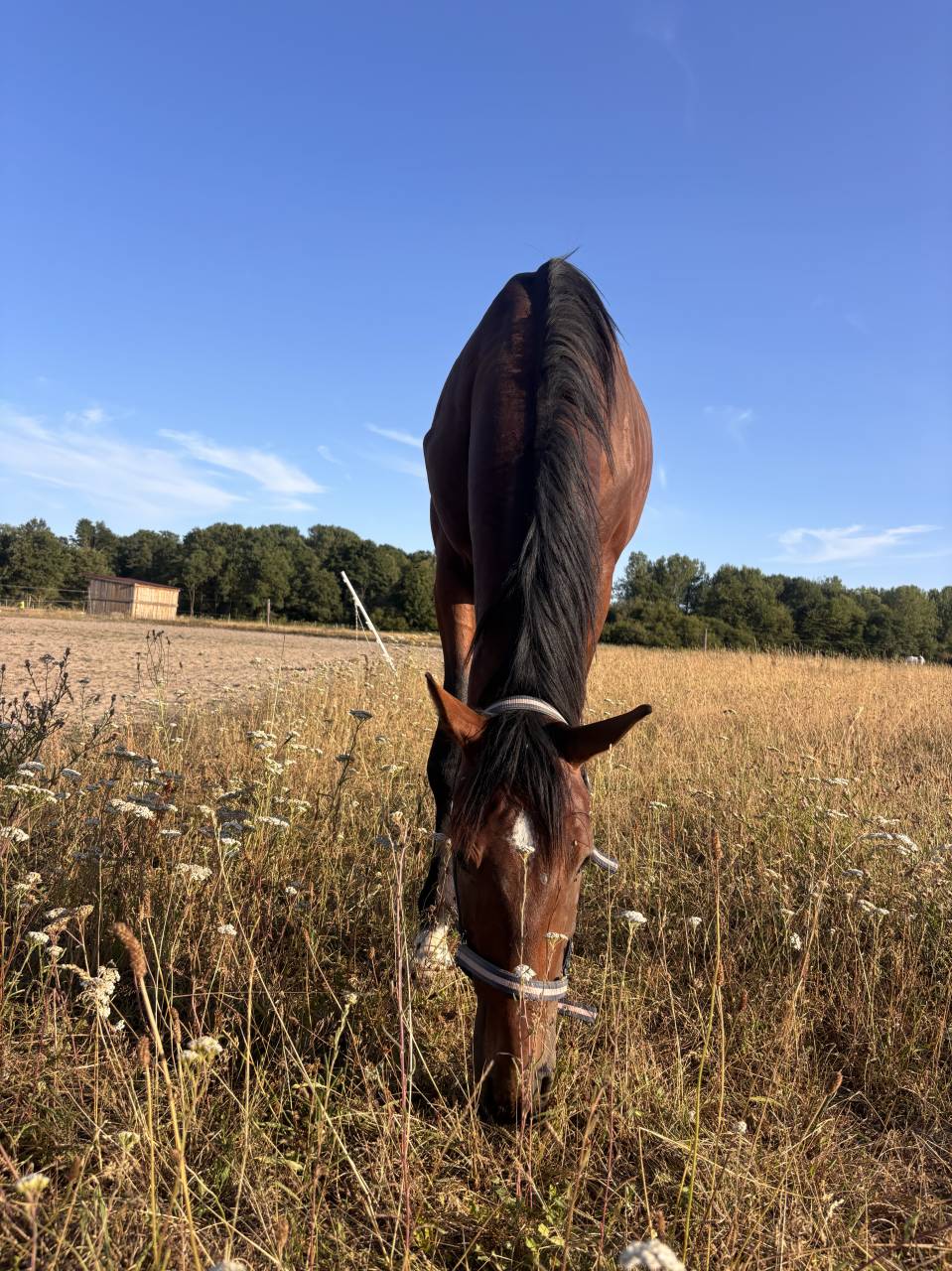 Cheval SF