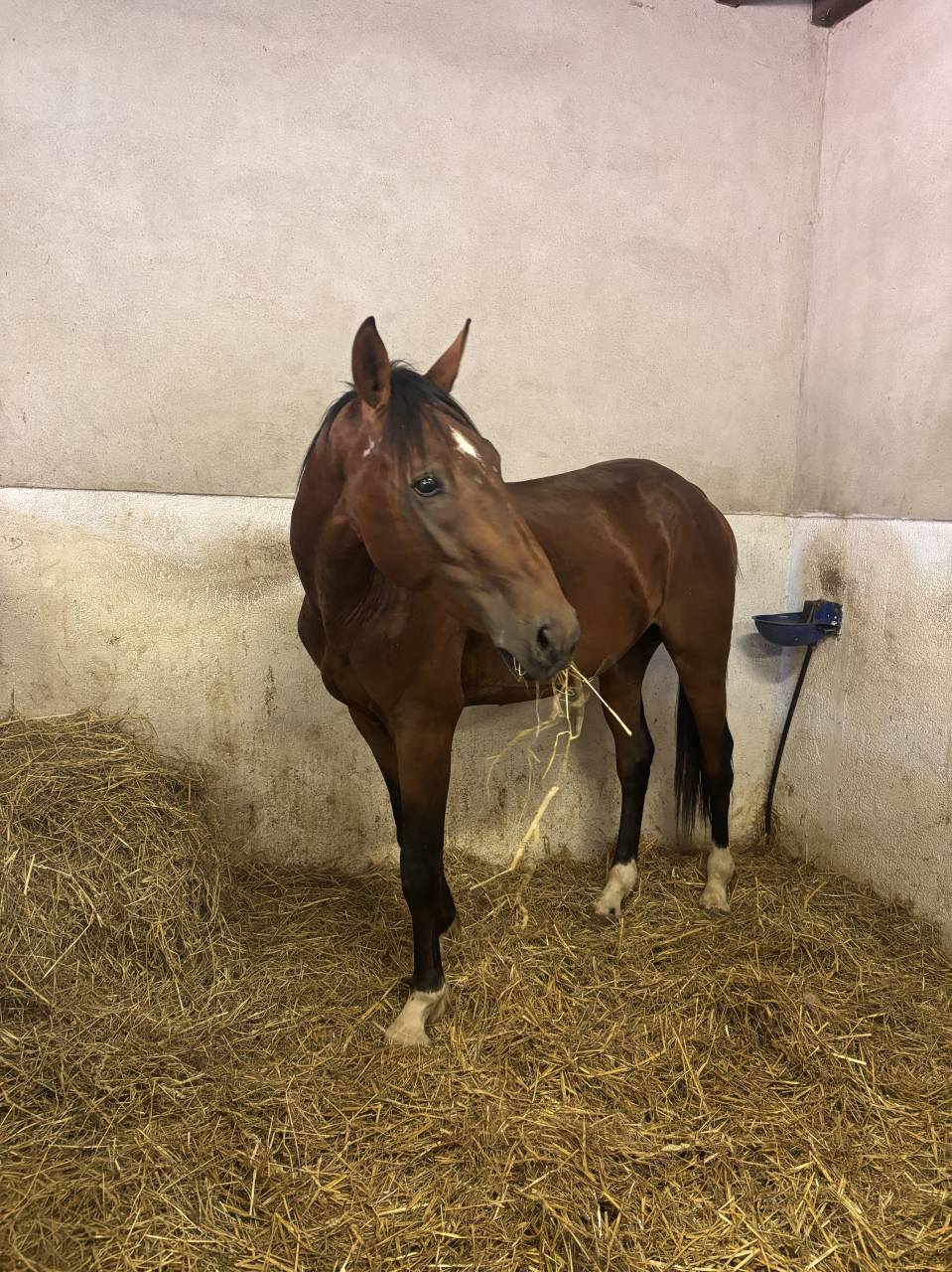 Cheval SF