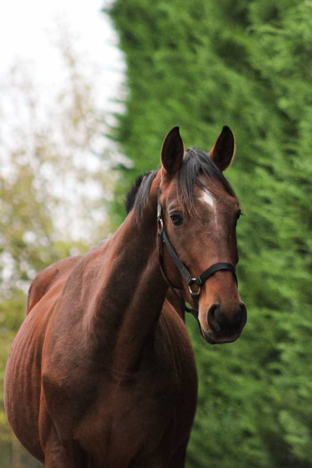 Cheval SF