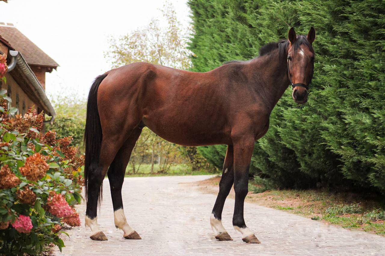 Cheval SF