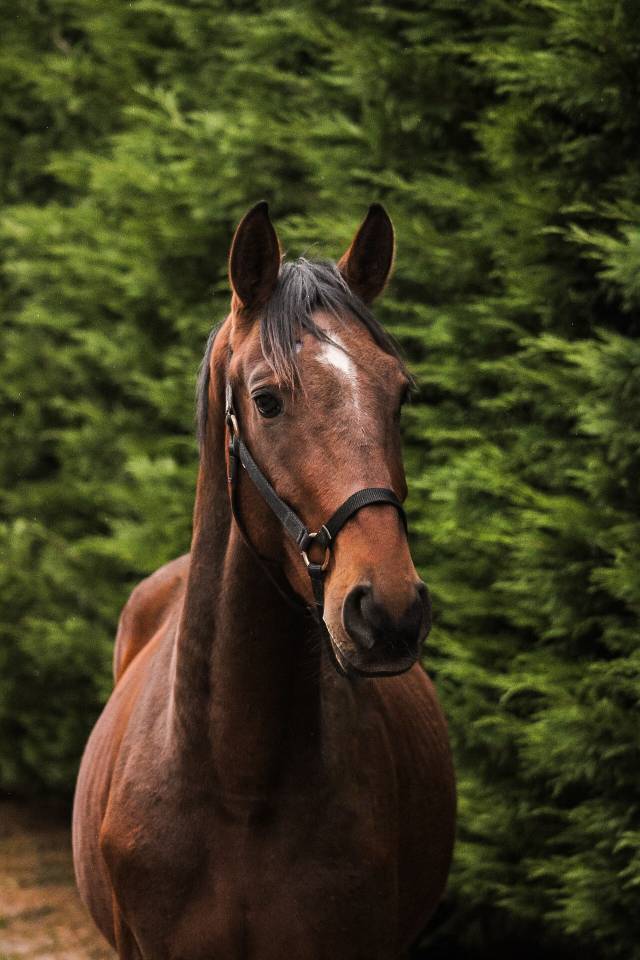 Cheval SF